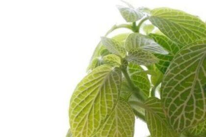 como recuperar de uma depressão