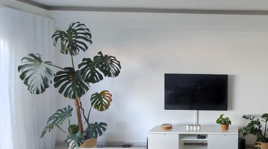 como ter apenas o essencial em casa